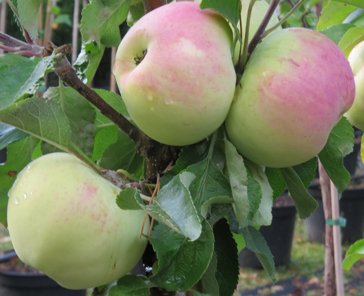 Pilariomenapuu Malus Viheraarni Medoc Taloon
