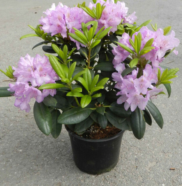Puistoalppiruusu Rhododendron Maisematukku Cataw. Grandiflorum 30-40