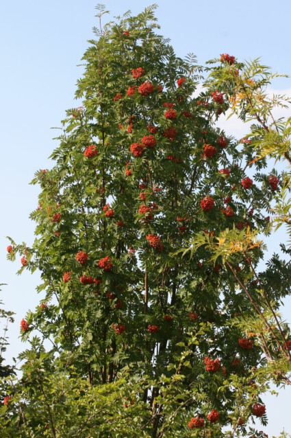 Pylväspihlaja Sorbus aucuparia Maisematukku Fastigiata 150-200