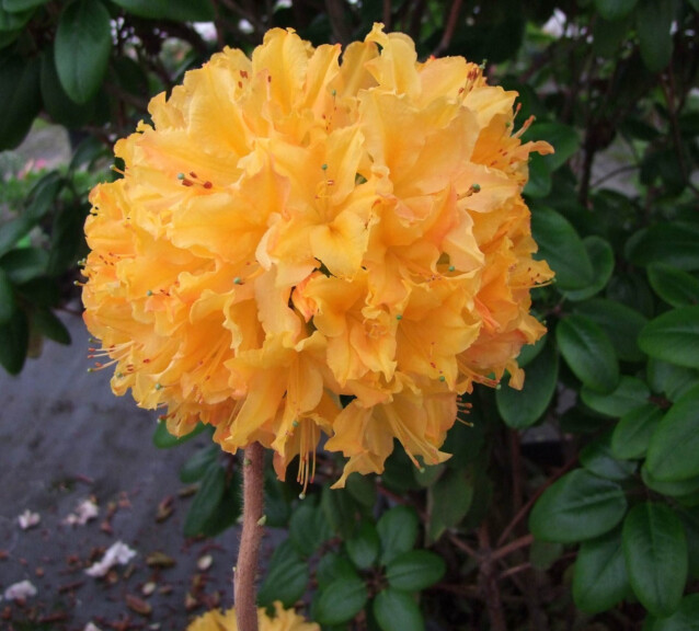 Revontuliatsalea Rhododendron Maisematukku Golden Lights 30-40