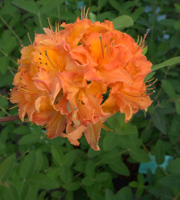 Revontuliatsalea Rhododendron Maisematukku Mandarin Lights 30-40