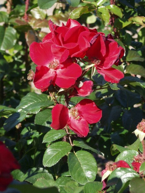 Robusta-ruusu Rosa Maisematukku