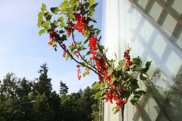 Rungollinen punaherukka Ribes rubrum Maisematukku