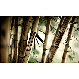 Kuvatapetti Artgeist Fog and bamboo forest 270x450cm