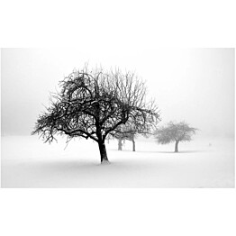 Kuvatapetti Artgeist Winter trees 270x450cm