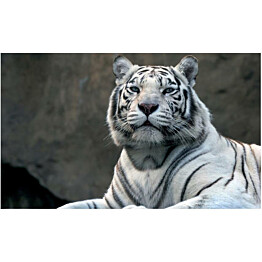 Kuvatapetti Artgeist Bengali tiger zoo 270x450cm