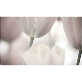 Kuvatapetti Artgeist Tulips fine art - black and white 270x450cm