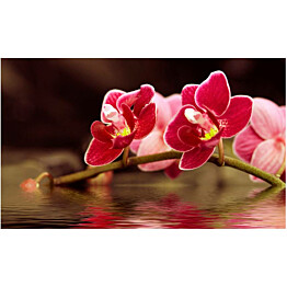 Kuvatapetti Artgeist Kaunis orkidea 270x450cm