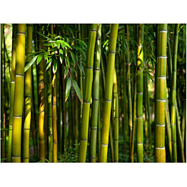 Kuvatapetti Artgeist Asian Bamboo Forest eri kokoja