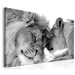 Taulu Artgeist Lion&#39;s Love eri kokoja