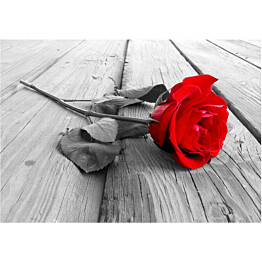 Kuvatapetti Artgeist Abandoned Rose eri kokoja