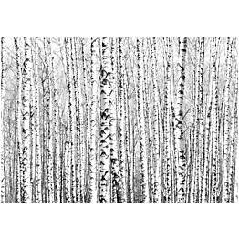 Kuvatapetti Artgeist Birch forest eri kokoja
