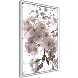 Juliste Artgeist Cherry Blossoms, kehyskartongilla, kehyksillä, eri kokoja