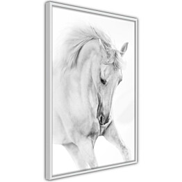 Juliste Artgeist White Horse, kehyskartongilla, kehyksillä, eri kokoja