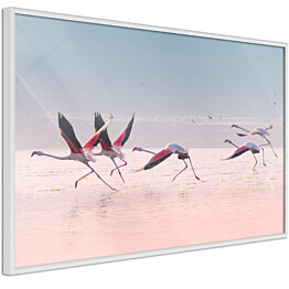 Juliste Artgeist Flamingos Race, kehyskartongilla, kehyksillä, eri kokoja