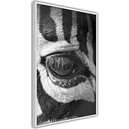Juliste Artgeist Zebra Eye kehyksillä eri kokoja