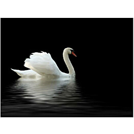Kuvatapetti Artgeist Black and White Swan eri kokoja