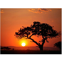 Kuvatapetti Artgeist Afrikka: auringonlaskussa eri kokoja