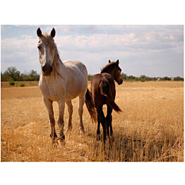 Kuvatapetti Artgeist Horse and foal eri kokoja
