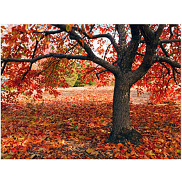 Kuvatapetti Artgeist Puu syksyllä eri kokoja