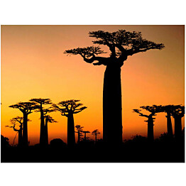 Kuvatapetti Artgeist Afrikkalaiset Apinanleipäpuut eri kokoja
