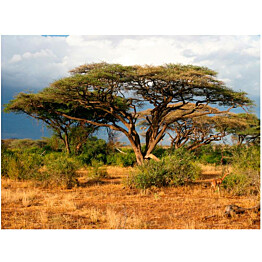 Kuvatapetti Artgeist Samburu National Reserve Kenia eri kokoja