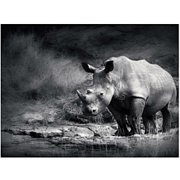 Kuvatapetti Artgeist Rhinoceros eri kokoja