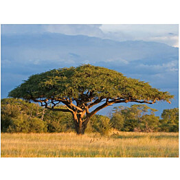 Kuvatapetti Artgeist Hwange National Park Zimbabwe eri kokoja
