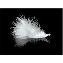 Kuvatapetti Artgeist White feather eri kokoja