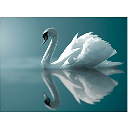 Kuvatapetti Artgeist White Swan eri kokoja