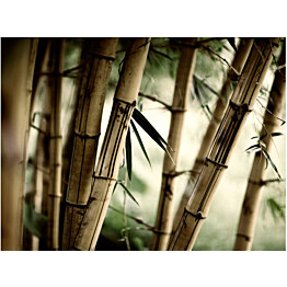 Kuvatapetti Artgeist Fog and bamboo forest eri kokoja
