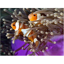Kuvatapetti Artgeist Clownfish eri kokoja