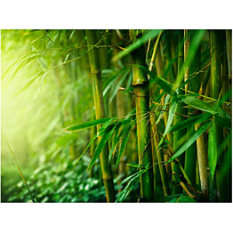 Kuvatapetti Artgeist Jungle - bamboo eri kokoja