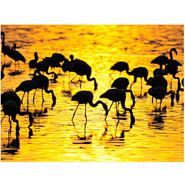 Kuvatapetti Artgeist Kenia: flamingoja järvellä eri kokoja
