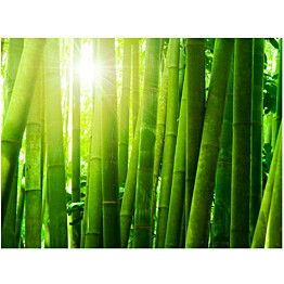 Kuvatapetti Artgeist Aurinko ja bambu eri kokoja