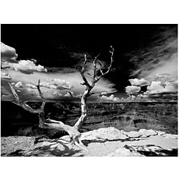 Kuvatapetti Artgeist Grand Canyon tree eri kokoja