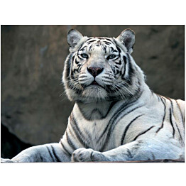 Kuvatapetti Artgeist Bengali tiikeri eläintarhassa eri kokoja