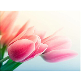 Kuvatapetti Artgeist Spring and tulips eri kokoja