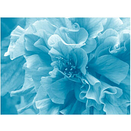 Kuvatapetti Artgeist Blue Azalea Flower eri kokoja