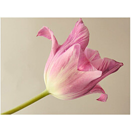 Kuvatapetti Artgeist Pink tulip eri kokoja