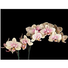 Kuvatapetti Artgeist Kukkiva orkidea eri kokoja
