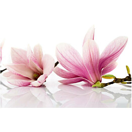 Kuvatapetti Artgeist Magnolia eri kokoja