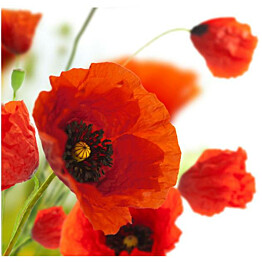 Kuvatapetti Artgeist Poppies on the wihite background eri kokoja