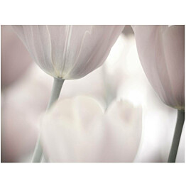 Kuvatapetti Artgeist Tulips fine art - black and white eri kokoja