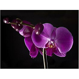 Kuvatapetti Artgeist Elegant orchis eri kokoja