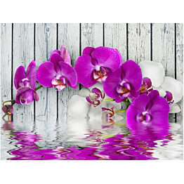 Kuvatapetti Artgeist Violet orchids with water reflexion eri kokoja