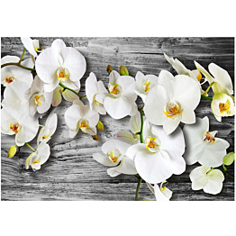 Kuvatapetti Artgeist Callous orchids III eri kokoja