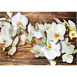 Kuvatapetti Artgeist Forest Orchid eri kokoja