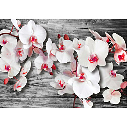 Kuvatapetti Artgeist Callous orchids eri kokoja