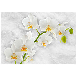 Kuvatapetti Artgeist Lyrical orchid - White eri kokoja